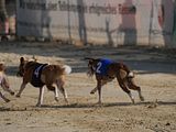 Golden Rabbit European Sandtrack-Derby Th. Ernst (130)